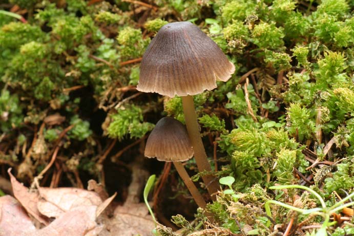 Nolanea cetrata f cetrata